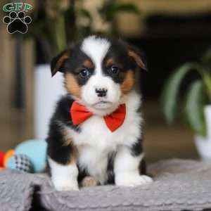 Mason, Pembroke Welsh Corgi Puppy